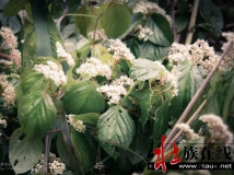 为的是拜祭我们的祖