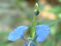 知道这些是什么花吗？