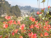 家乡的杜鹃花又红了