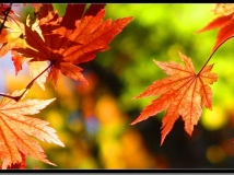 霜叶红于二月花