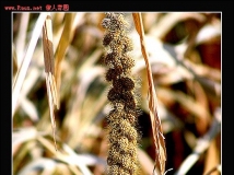 庄稼