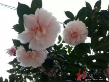 茶花与乌龟