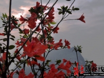 杜鹃花开映山红