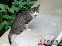 昆仑山下一只猫