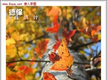 [转帖]德保---停车坐爱枫林晚