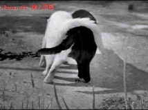 大新之行
