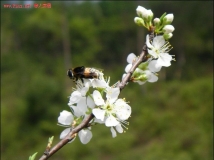 [贴图]桃李花开