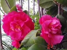 茶花